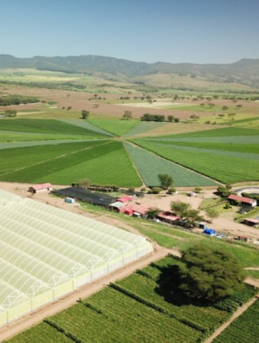 As of June 2024, AgDevCo has committed $210 million to 38 investments across 11 sub-Saharan African countries, including notable projects such as a $7.7 million investment in Kenyan agribusiness Agris, $7.2 million in Hatch Africa, and $10 million in Côte d’Ivoire’s Cashew Coast. Photo/ Courtesy.