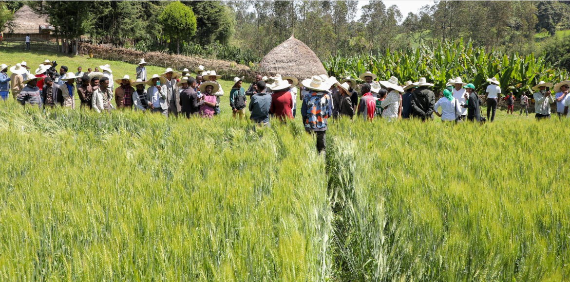 Safaricom Ethiopia has teamed up with the Japan International Cooperation Agency (JICA), Lersha, and Hibret Bank to introduce innovative solutions for farmers in South Sidama. Photo/ Courtesy.