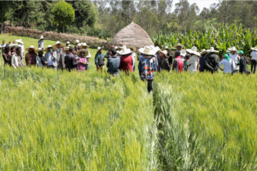 Safaricom Ethiopia has teamed up with the Japan International Cooperation Agency (JICA), Lersha, and Hibret Bank to introduce innovative solutions for farmers in South Sidama. Photo/ Courtesy.