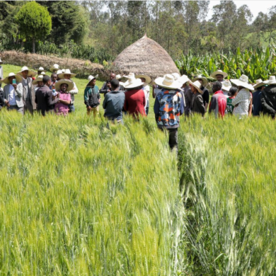 Safaricom Ethiopia has teamed up with the Japan International Cooperation Agency (JICA), Lersha, and Hibret Bank to introduce innovative solutions for farmers in South Sidama. Photo/ Courtesy.